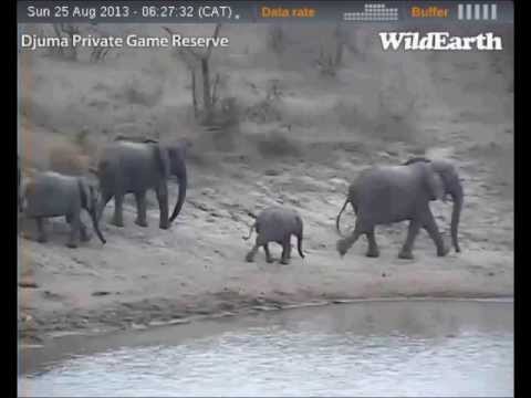 Small Herd of Elephant's at  Djuma Aug 25, 2013