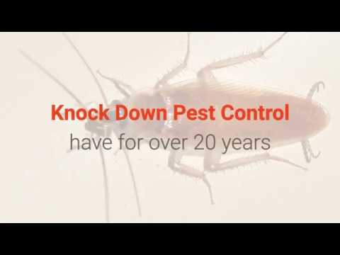 Cockroach Pest Control | Knockdown Pest Control | 1300 262 463 | Cockroach Pest Control Sydney