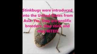 How To Eliminate Stinkbugs - Get Rid Of Them For Good
