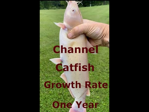 Channel Catfish Growth Rate in one year. AMAZING!!