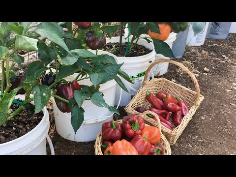 Amazing pepper harvest growing in 5 gallon buckets Part 1