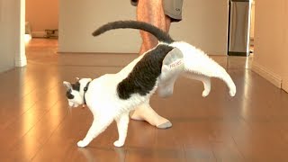 BROKEN CATS: Episode Two
