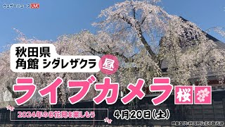 🌸桜ライブカメラ🌸秋田県　角館のシダレザクラ　2024年4月20日(土)