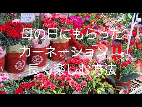 園芸 詩人のカーネーション