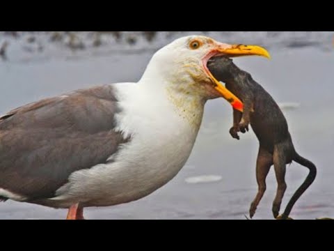 Die Grausame Und Schockierende Art Und Weise, Wie Dieser Vogel Seine Beute Frisst