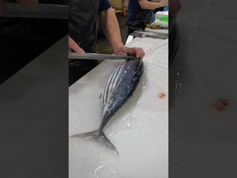 【職人】カツオ捌く