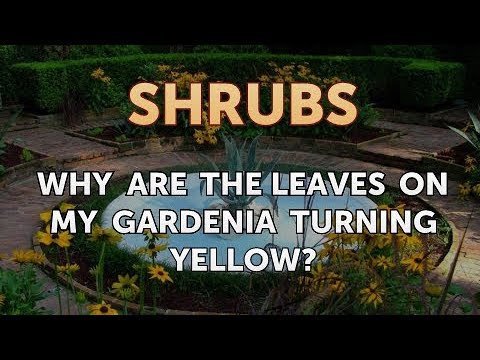 How to Prune a Bottlebrush Shrub