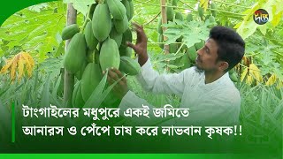 আনারসের সাথে পেপে চাষ