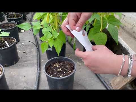INCREASE | Citizen Science | Tutorial: Sowing Beans in a Pot