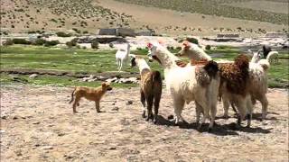 preview picture of video 'Llamas chasing a dog in Mallku Villamar, Bolivia'