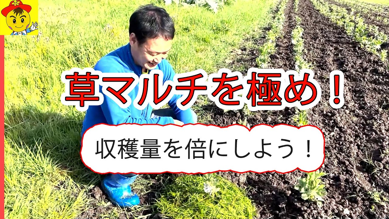 草マルチで収穫量向上!自然栽培の知恵