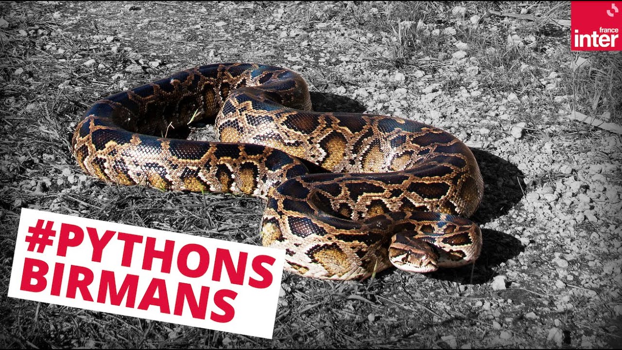 Chasse aux pythons birmans dans les Everglades - Là, dehors