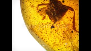 Křídový jantar B-95