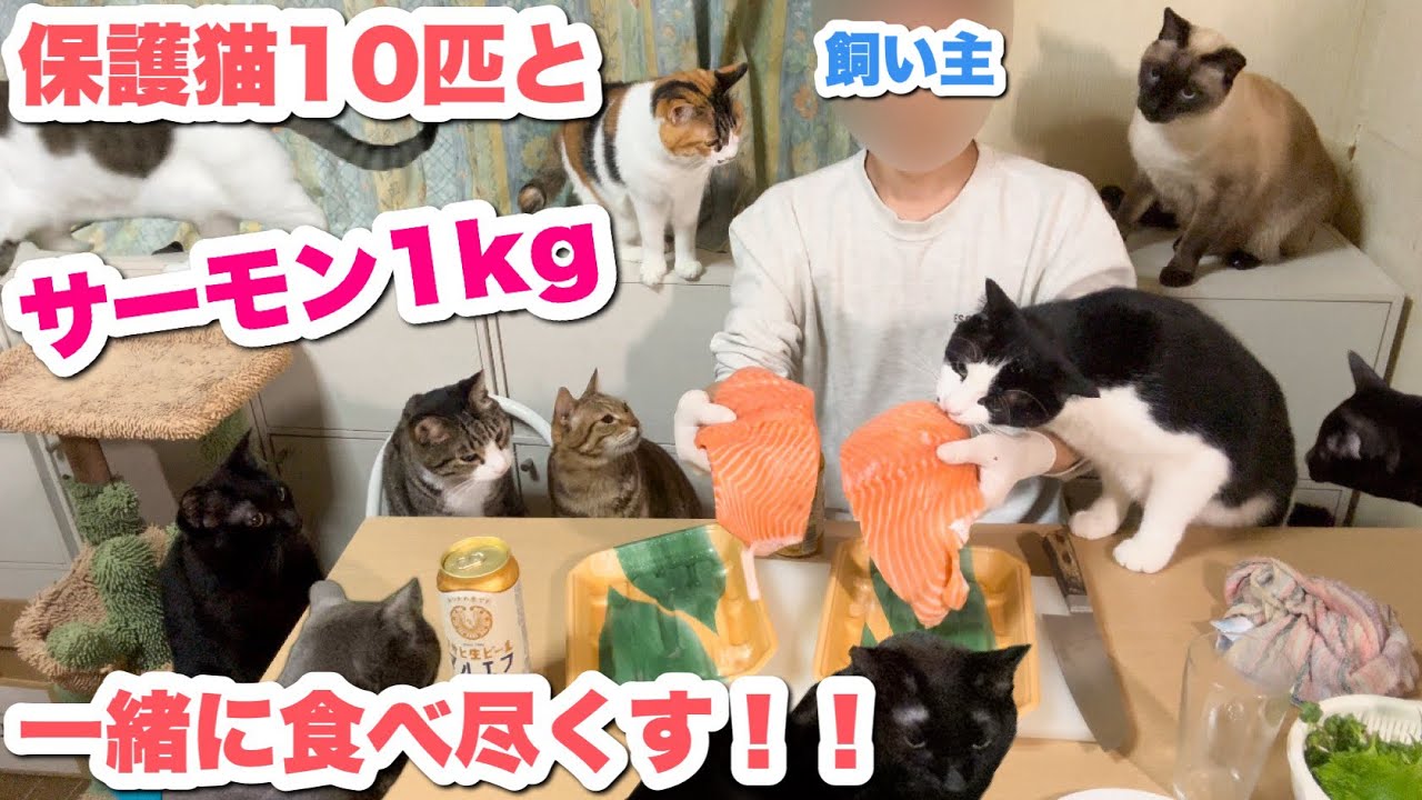 猫10匹と一緒にサーモン1kgを食べ尽くす！！【最高！】【ロピア】【晩酌】