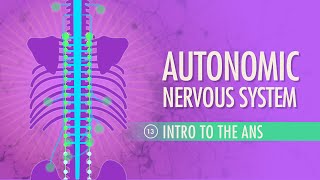 Autonomic Nervous System: Crash Course A&P #13