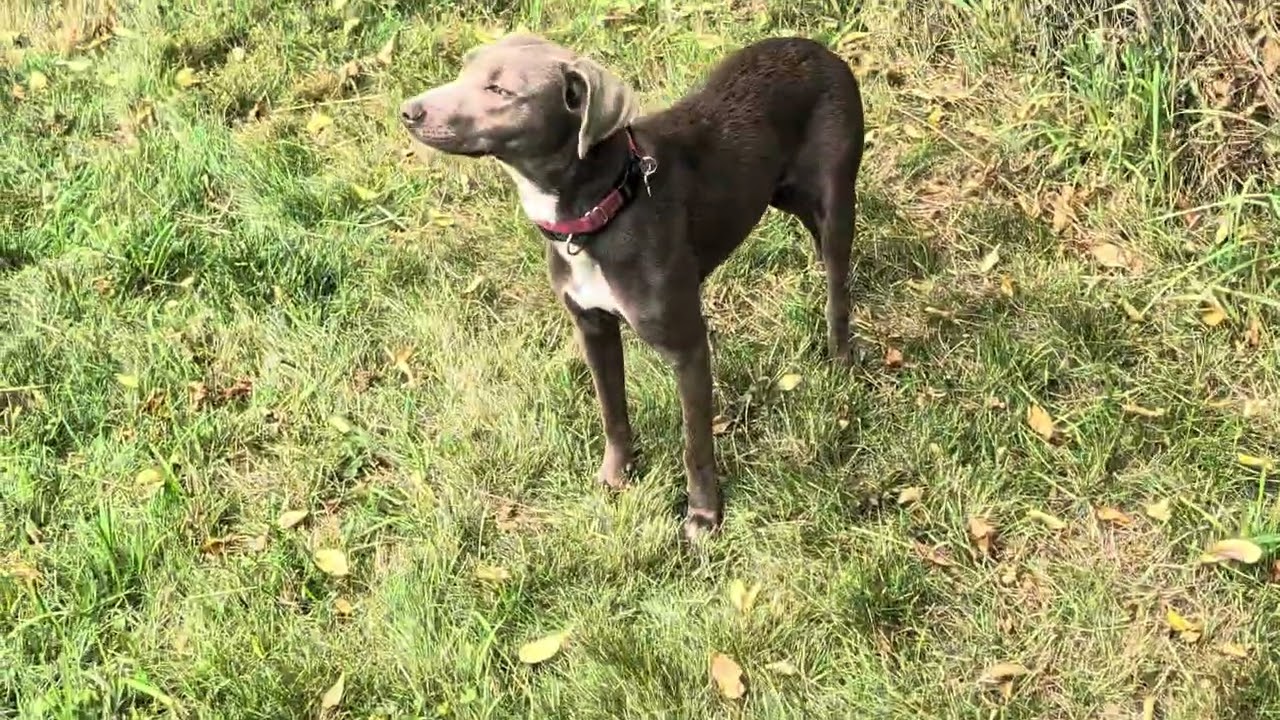 Enlarge Goose, a Adoptable mixed breed in Olympia, WA video 5/6