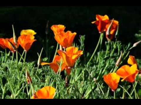 Jokūbas Bareikis - Gėlės miršta