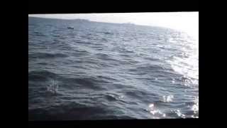 Little Choptank Dolphins