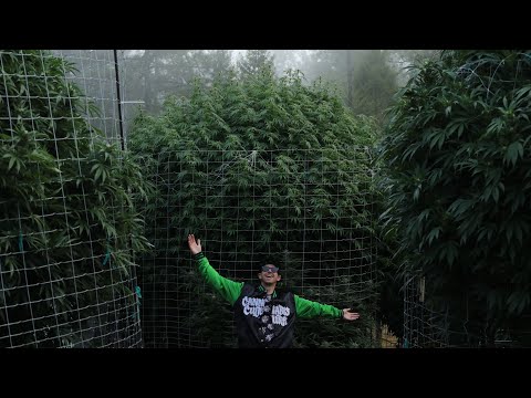 "Battle Of The Trees" (Worlds Biggest Plant Contest) Here Comes The Resin | Ep.12 
