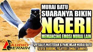 Download lagu MURAI BATU JADI TERPANCING EMOSI DENGAN SUARA PANCINGAN INI | shama bird | murai batu mp3