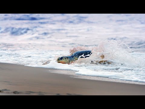 download lagu mp3 mp4 How To Go Gahirmatha Beach, download lagu How To Go Gahirmatha Beach gratis, unduh video klip How To Go Gahirmatha Beach