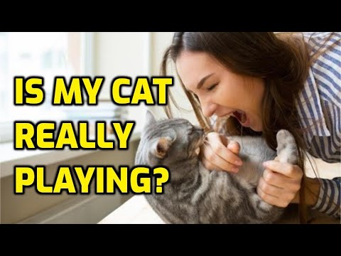 How To Tell If Your Cat Is Playing Or Fighting With You