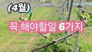 (4월)사과나무에 꼭 해주어야 되는 6가지 일