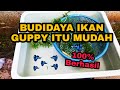 Saran Budidaya Ikan Hias Guppy