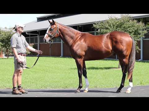Lot 236 - Snitzel x Carry On Alice colt