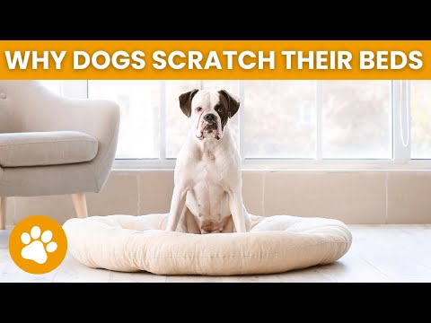 YouTube video about: Why does my dog scratch his bed at night?