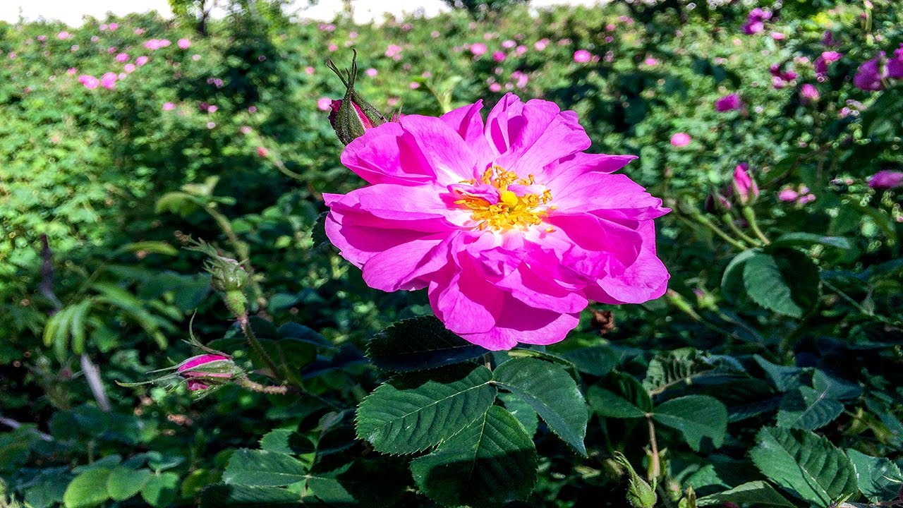 Persian rosewater production and its history (Golab)