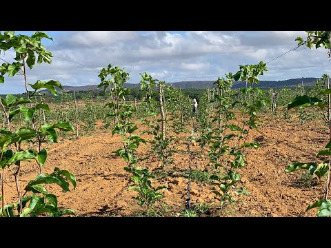 COMO GUIAR O SEU MARACUJÁ