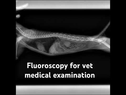 fluoroscopy for vet medical examination
