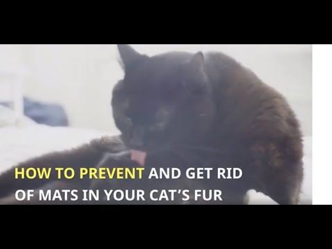 HOW TO PREVENT AND GET RID OF MATS IN YOUR CAT’S FUR