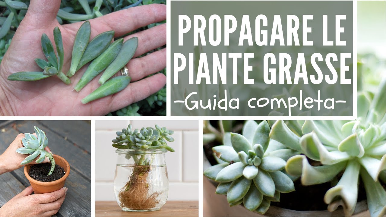 Watch Now COME PROPAGARE LE PIANTE GRASSE - guida completa - COME PROPAGARE LE PIANTE GRASSE - guida completa -