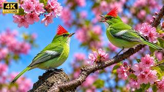Download lagu Relaxing Bird Sounds for Sleep 🕊️ Natural Birds Singing to Reduce Stress & Quiet Your Mind mp3
