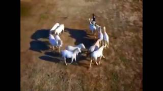 PEPITO Y SU CABALLO  LOS CADETES DE LINARES