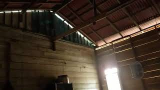 Download lagu Sp/ suara panggil ini mampu menggiring burung walet masuk kedalam rumah mp3 Download lagu Sp/ suara panggil ini mampu menggiring burung walet masuk kedalam rumah mp3