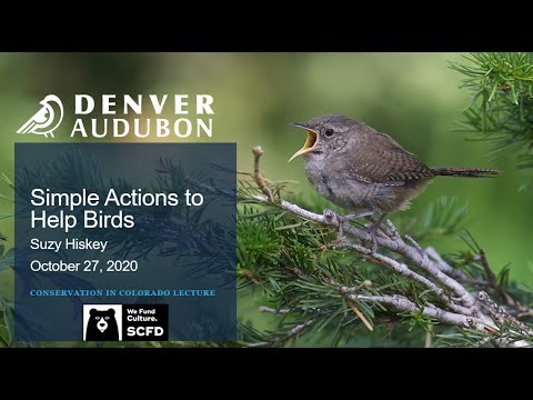 Conservation Simple Actions to Help Birds Oct 2020