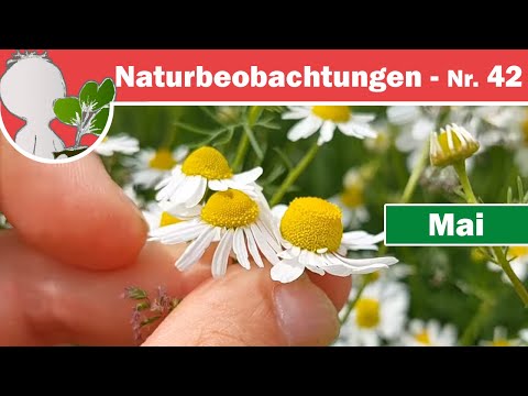 Nature Observations 42 - Chamomile(s) and NON-Chamomile, Indicator Areas & Fence, Red-Leaved Syca...