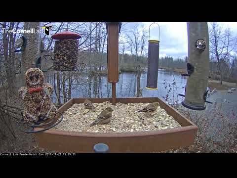 Finches Forage Together At Cornell Feeders – Nov. 27, 2017