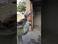 Steel Berreta 2 Cal 30 Bore Pistol UNITED FIREARMS Not For Sale Educational Video