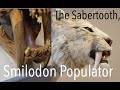 Meeting The Sabertooth | Smilodon Populator | ... I wasn't impressed.