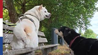 思わず顔がムキッっとしちゃう柴犬| 柴犬柿丸・オランダ散歩と環境音