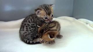 Cutest Bengal kittens ever