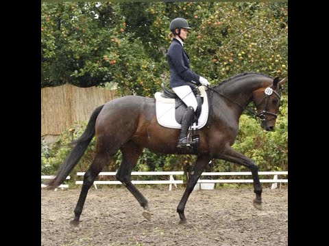 StPr Farina B v. Fürstenball - Sir Donnerhall I www.zuchthof-bahnemann.de