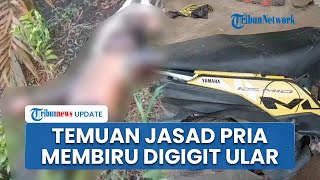 Penemuan Jasad Pria Digigit Ular Berbisa di Kebun Sawit Bangka Barat, Kedua Lengan Sudah Membiru