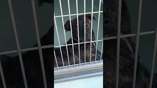 Video preview image #1 German Shepherd Dog-Unknown Mix Puppy For Sale in Pasadena, CA, USA