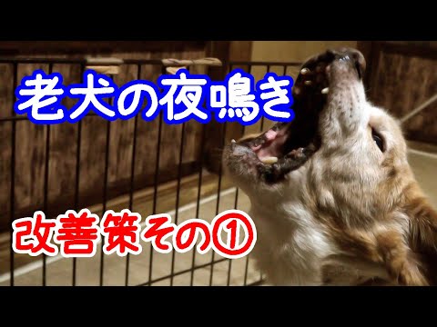 私の老犬が夜寝ないのはなぜですか?