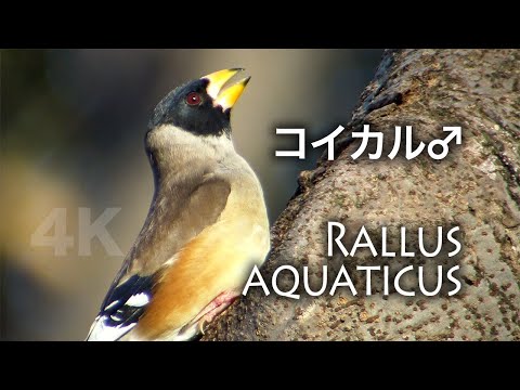 Glezg sťahovavý (Eophona migratoria) — starostlivosť, voliéra a kŕmenie